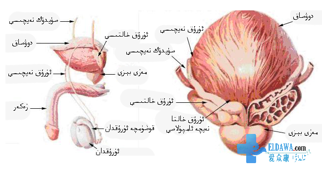 كىچىك سىناق: مەزى بېزى ياللۇغىغا گىرىپتار بولۇپسىزمۇ؟