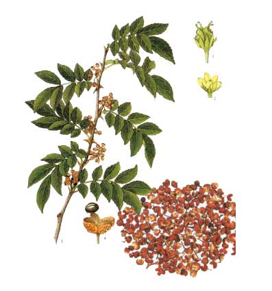 كاۋاۋىچىن(花椒)