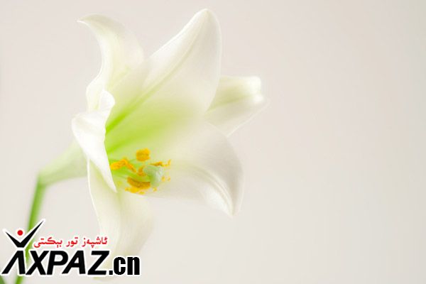 گۈلسامساق(百合)