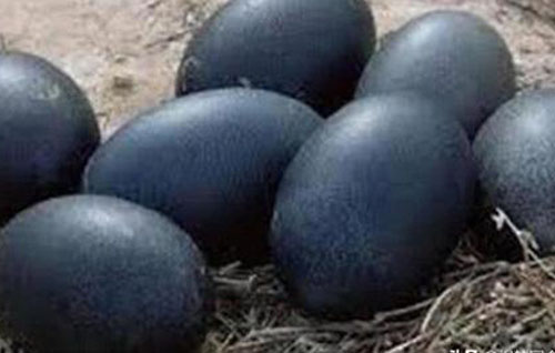 دۇنيادىكى ئەڭ قارا توخۇ، تۇخۇمىمۇ كۆمۈردەك قارا ئىكەن
