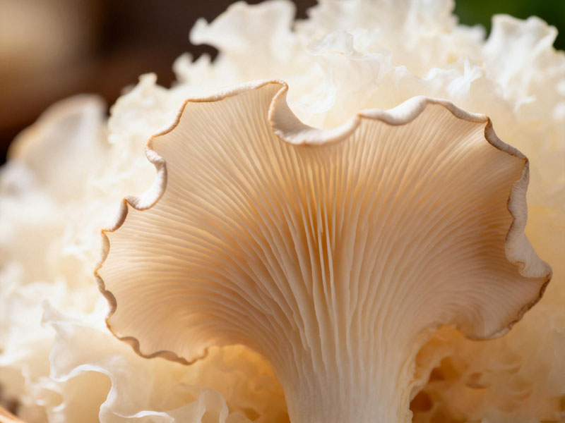 ئاق قېرىنقولاق (银耳)